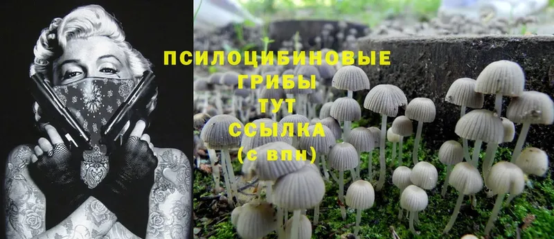 Псилоцибиновые грибы Cubensis  купить   Люберцы 